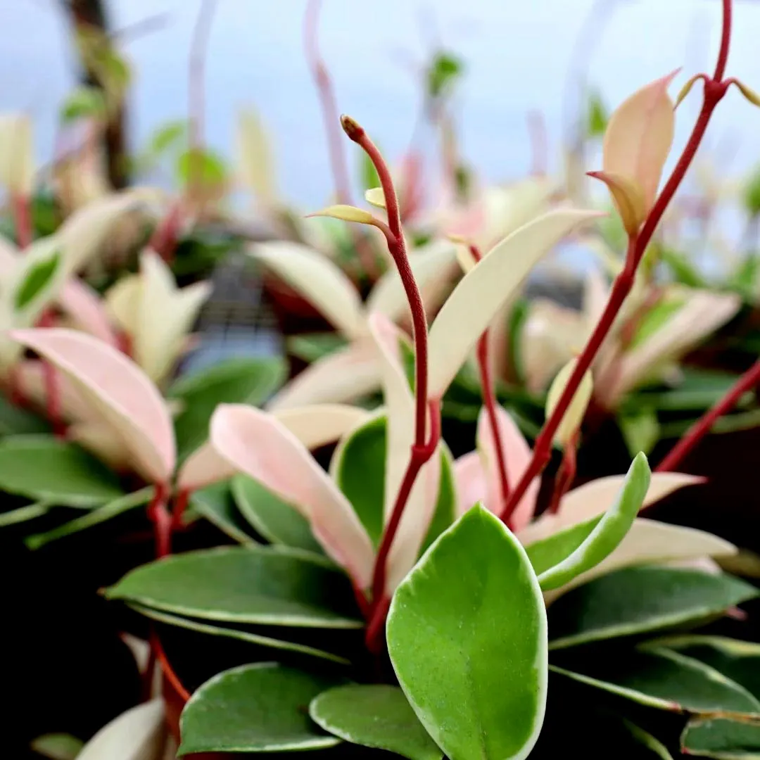 Hoya Carnosa Krimson Queen