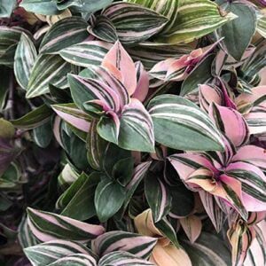 Rośliny z różowym wybarwieniem Trzykrotka – Tradescantia Fluminensis ‘Quadricolor’