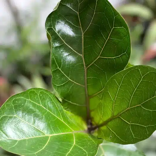 Fikus Lyrata (Ficus dębolistny)  - kompendium wiedzy. Jak o niego dbać?