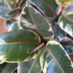 Fikus (Ficus) Elastica - jak o niego dbać?
