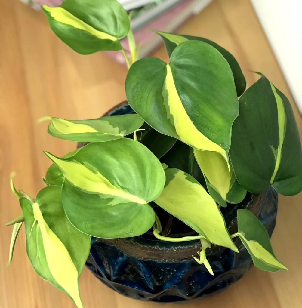 Philodendron Scandens Brasil. Piękne pnącze.