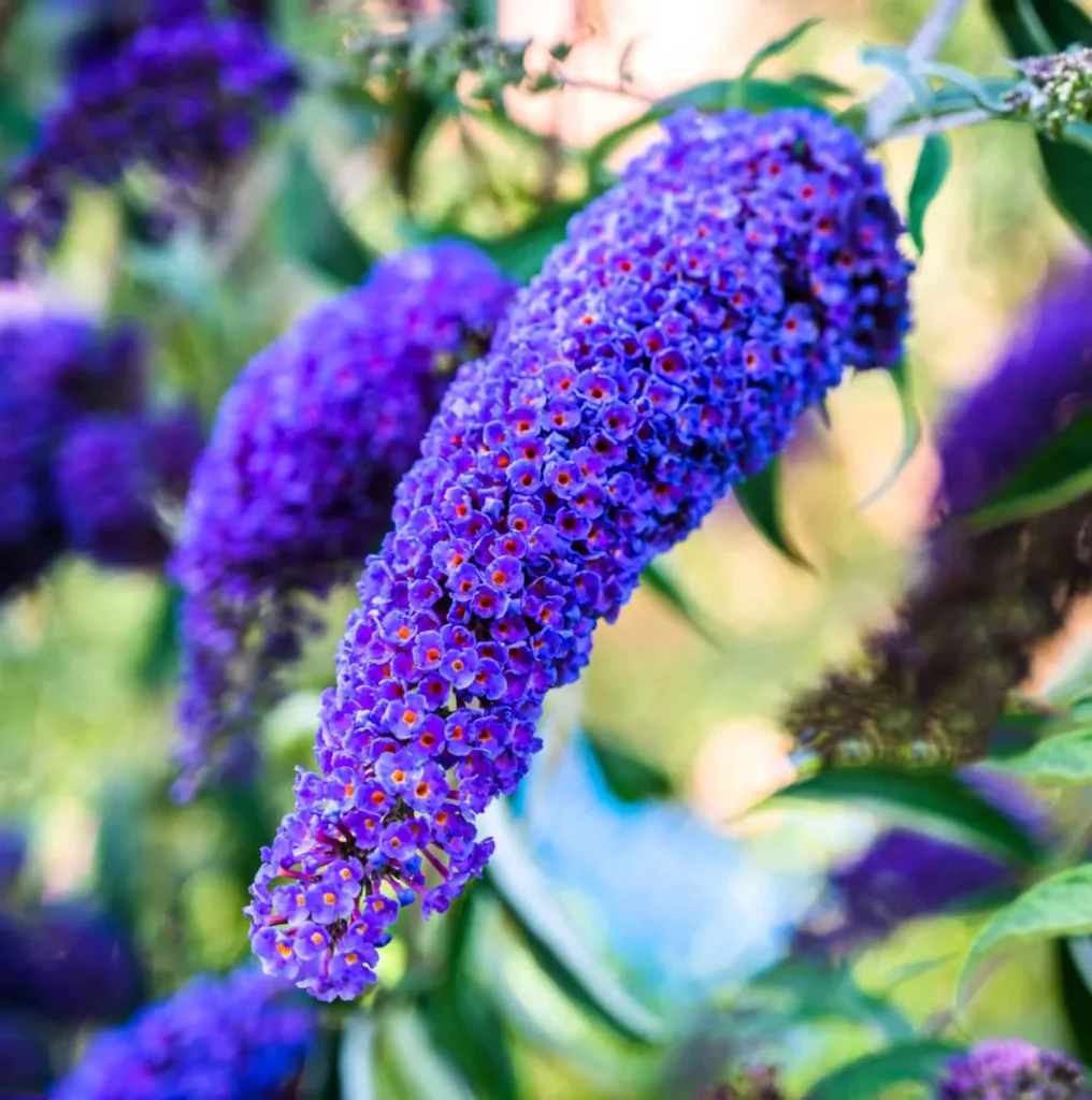 Budleja Dawida (Buddleja davidii)