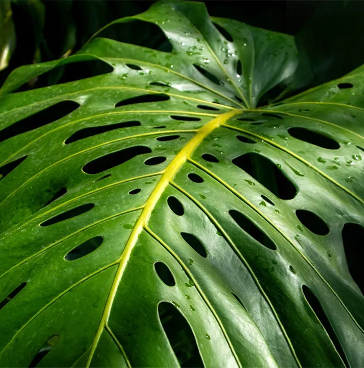 Monstera dziurawa deliciosa roślina doniczkowa. Pielęgnacja.