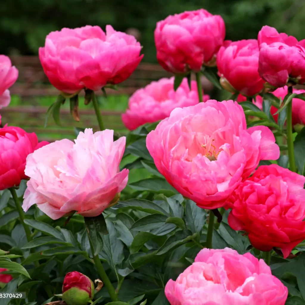 Piwonia (Paeonia). Królowa ogrodów.