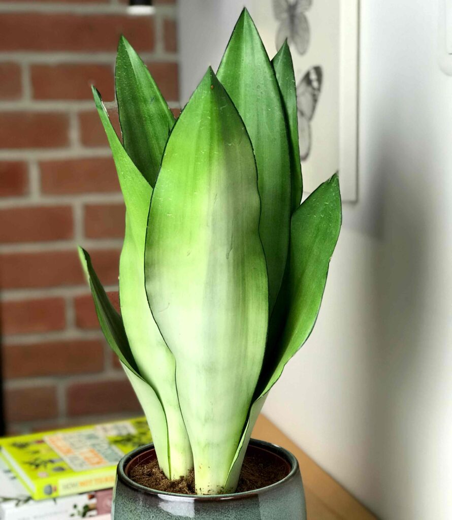 Na obrazku piękna roślina doniczkowa Sansewieria gwinejska (Sansevieria trifasciata)