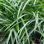 Turzyca-japonska-Carex-morrowii