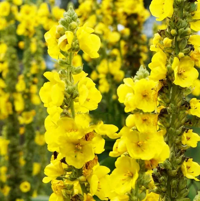 Dziewanna (Verbascum) – rodzaj roślin należący do rodziny trędownikowatych