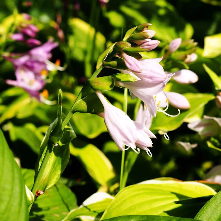 Roslina Funkia (Hosta). Królowa cienia