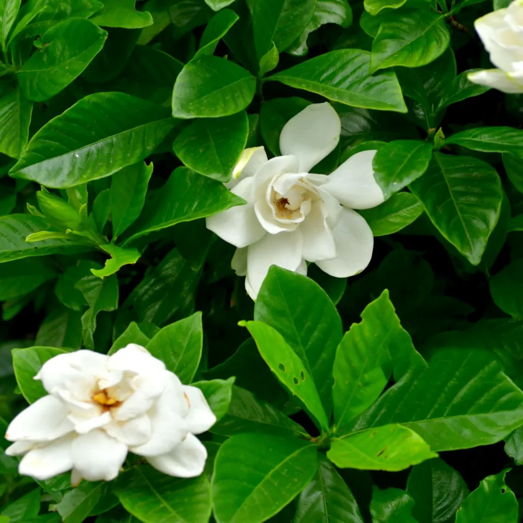 Gardenia jasminoides. Królowa Tropikalnych Ogrodów