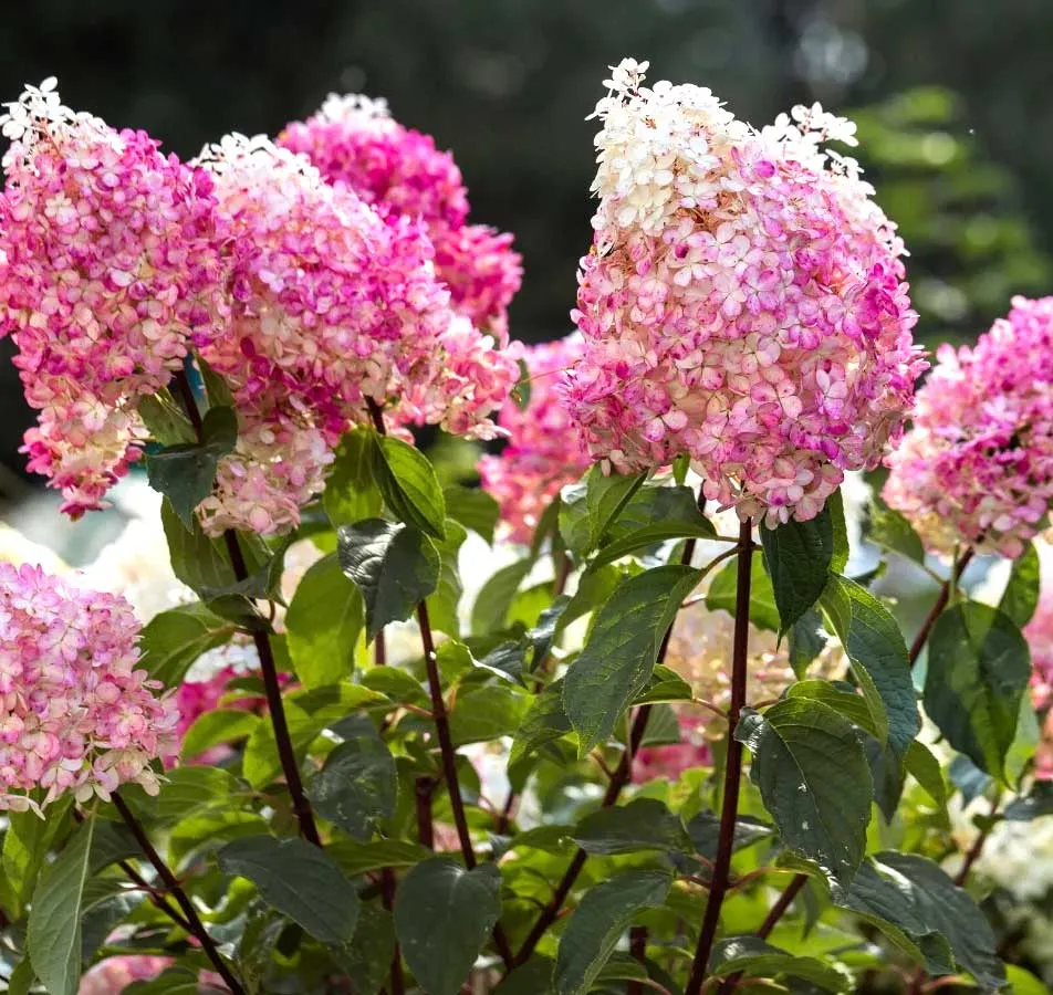 na obrazku Hortensja bukietowa Hydrangea paniculata