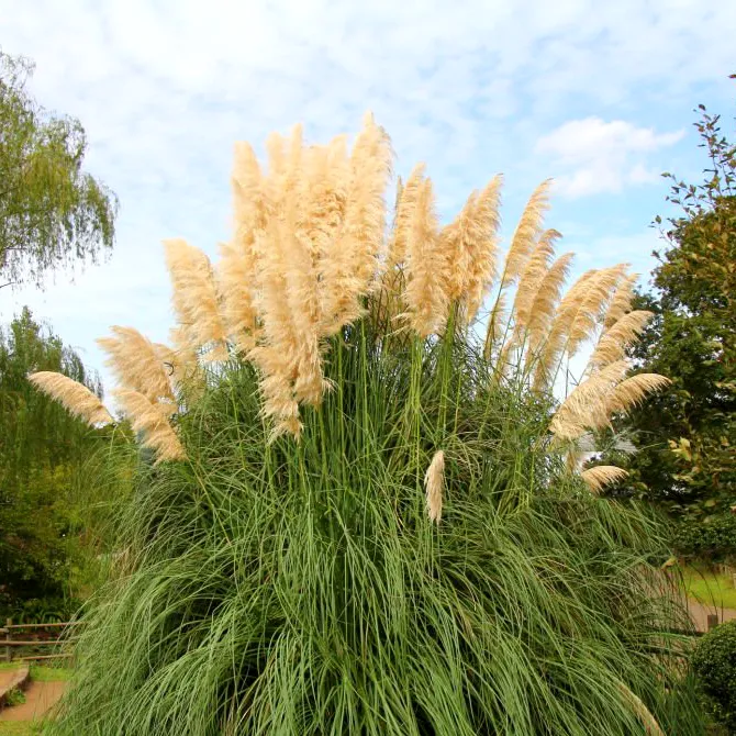 Miskant (Miscanthus sinensis),Trawa ozdobna dla każdego ogrodu.