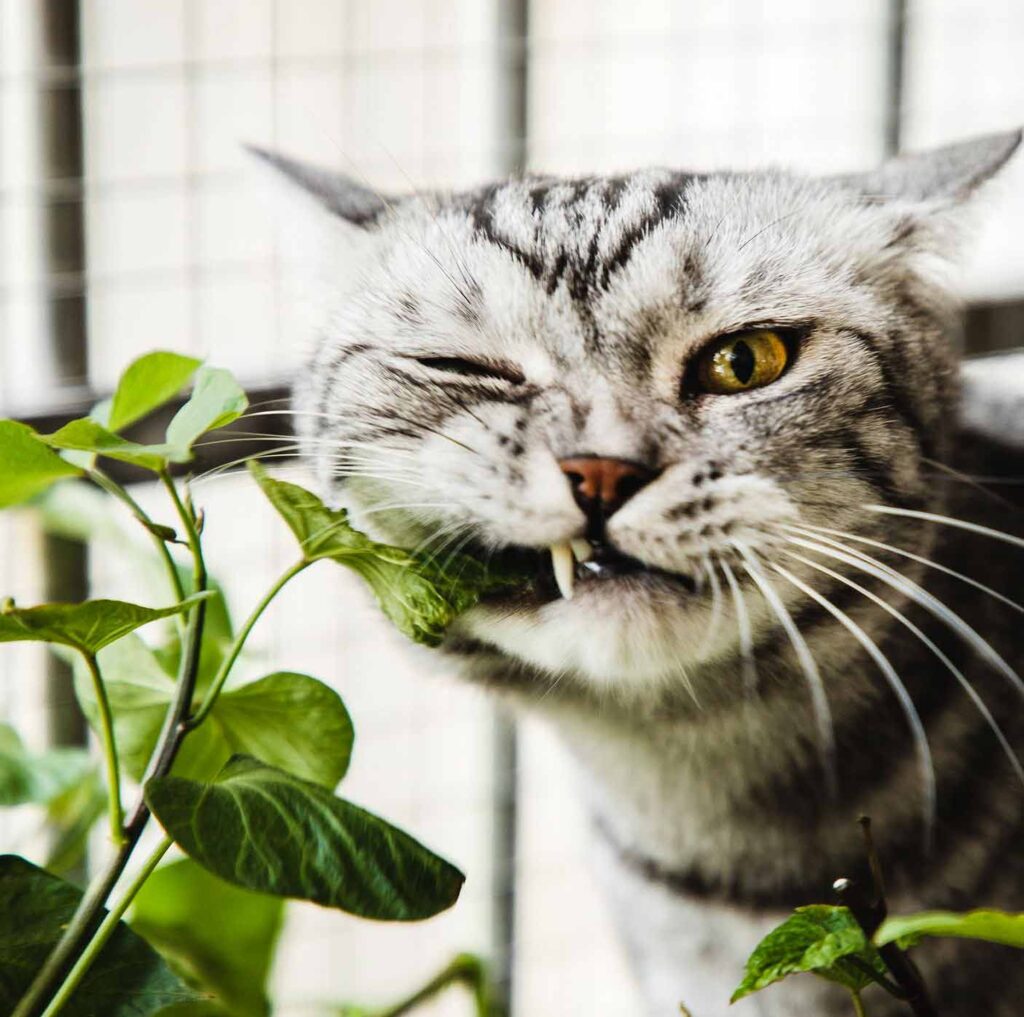Na zdjęciu kot w pręgi biało-czarne gryzący rośliny bezpieczne dla kotów domowych.