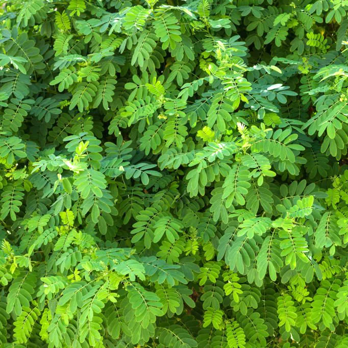 Akacja Robinia pseudoacacia Umbraculifera. Zielony baldachim miasta.