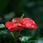 Anthurium-Anthurium-Andreanum