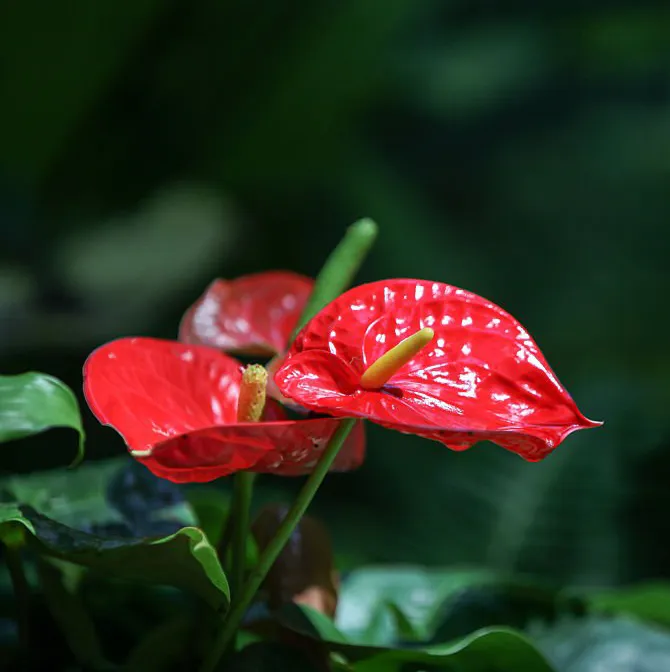 Anturium Anthurium Andreanum - Tropikalna alchemia.