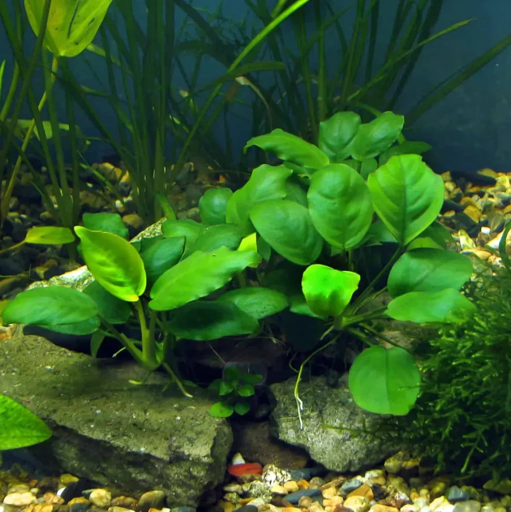 Anubias barteri var. nana - Akwa diament.