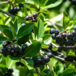 Aronia - skarb wśród roślin. Właściwości i wykorzystanie.