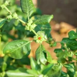 Ashwagandha-indyjska-Withania-somnifera