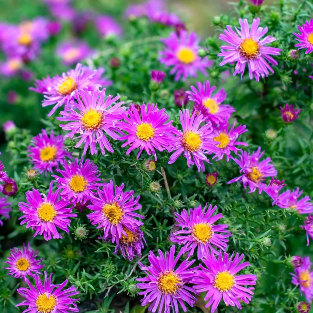 Aster Nowobelgijski Aster novi-belgii. Ostatni taniec lata.