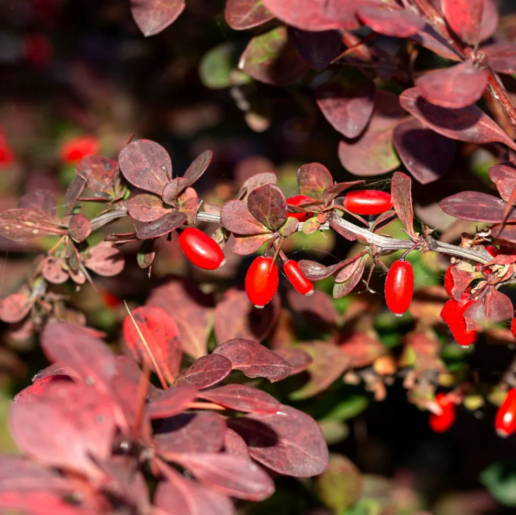 Berberys Thunberga Berberis thunbergii. Kolczasty artysta.