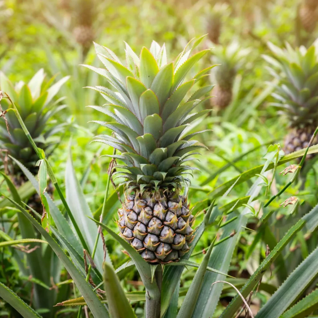 Bromelia Ananas ozdobny (Comosus). Tropikalny hipster.