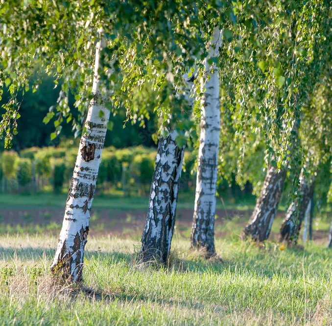 Brzoza brodawkowata Betula pendula - Białe piękno lasu.