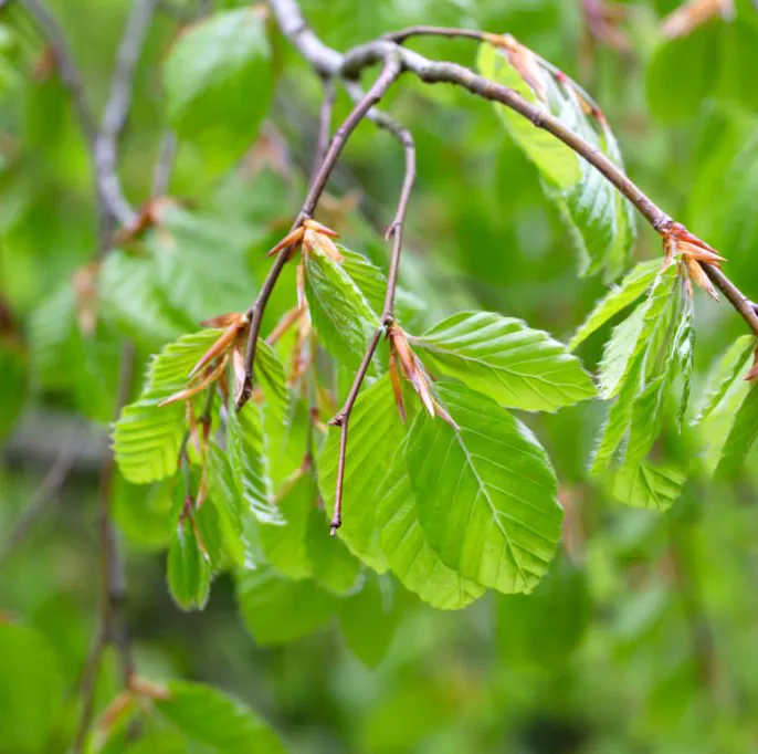 Buk pospolity Fagus sylvatica -  Król lasów europejskich.