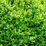 Bukszpan-wieczniezielony-Buxus-sempervirens