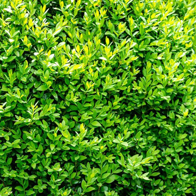 Bukszpan wieczniezielony Buxus sempervirens - Zielony mur.