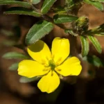 Buzdyganek-naziemny-Tribulus-terrestris