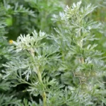 Bylica-piołun-Artemisia-absinthium