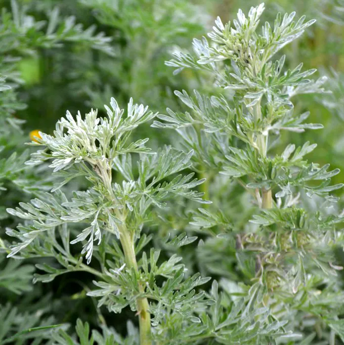 Bylica piołun Artemisia absinthium - Gorzka królowa ziół.