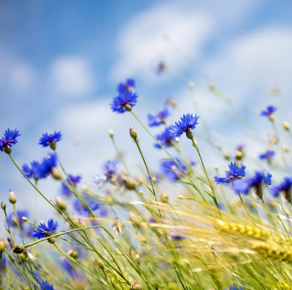 Chaber Bławatek Centaurea cyanus - Klejnot polskich pól.