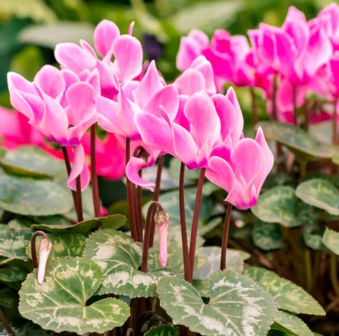 Cyklamen perski Cyclamen persicum - Ozdoba parapetu.