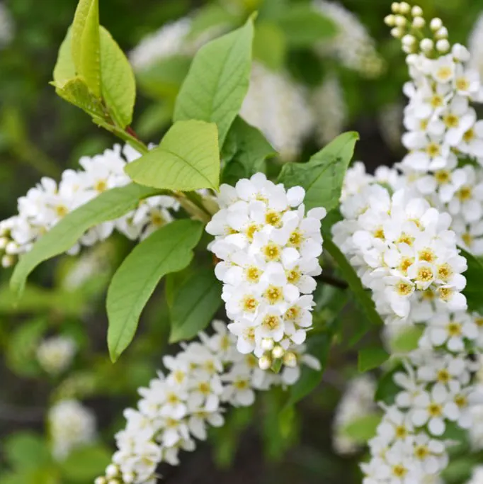 Czeremcha pospolita Prunus padus. Biała symfonia wiosny.