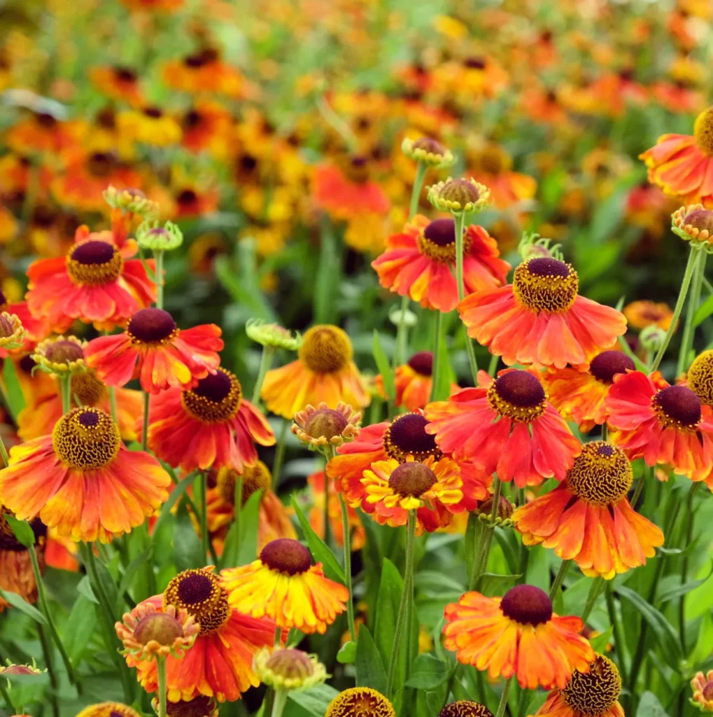 Dzielżan jesienny Helenium autumnale. Ognisty akcent jesieni