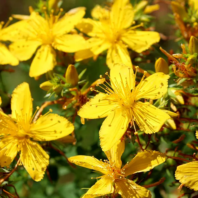 Dziurawiec Zwyczajny Hypericum perforatum - Naturalny lek.