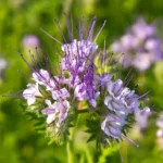 Facelia-blekitna-Phacelia-tanacetifolia