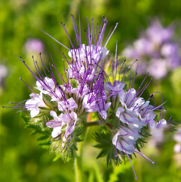 Facelia błękitna Phacelia tanacetifolia. Błękitny szept ziemi.