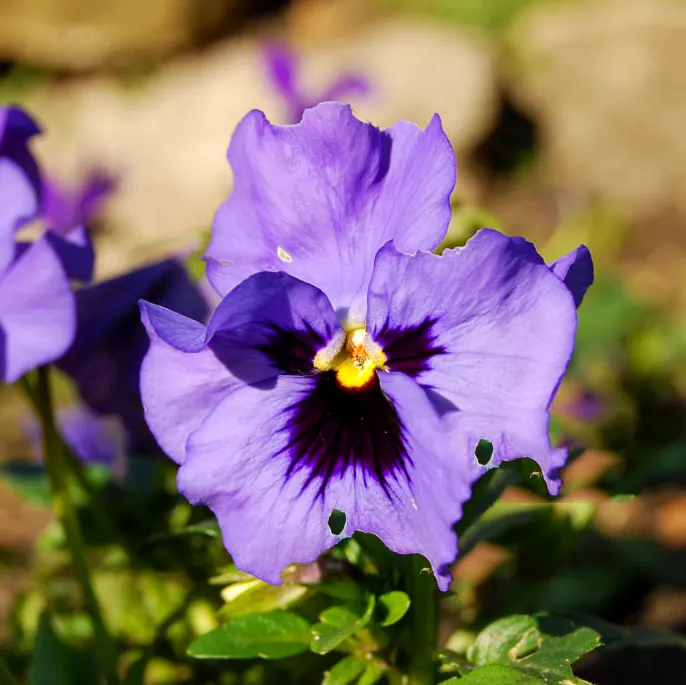 Fiołek ogrodowy Viola x wittrockiana - Radość w miniaturze.