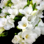 Frezja-Freesia-White-River