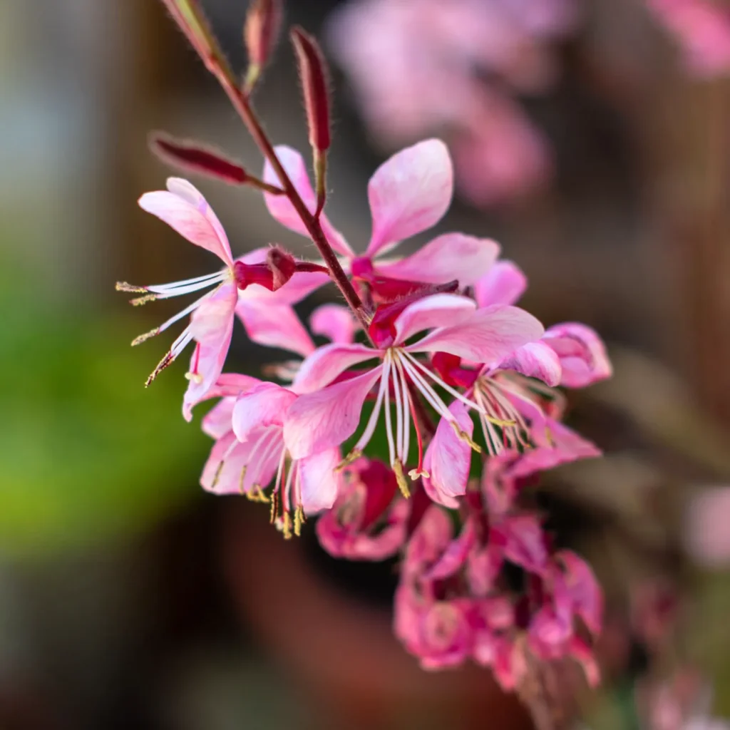 Gaura Lindheimera Gaura lindheimeri. Kwiatowa baletnica.