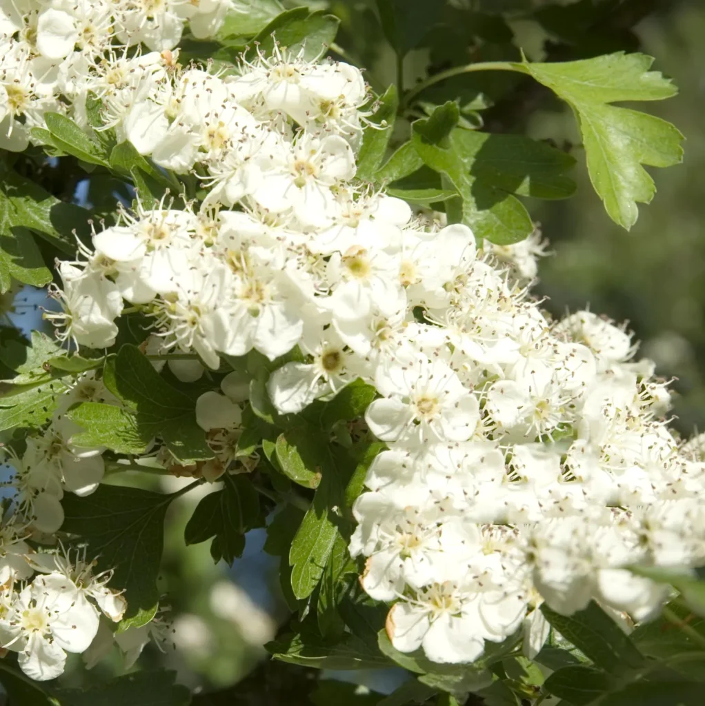 Głóg Jednoszyjkowy Crataegus monogyna. Ozdoba i ochrona.