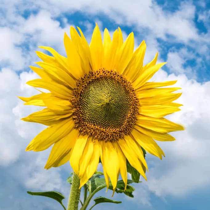 Słonecznik Helianthus annuus Sunbright. Żółta potęga.