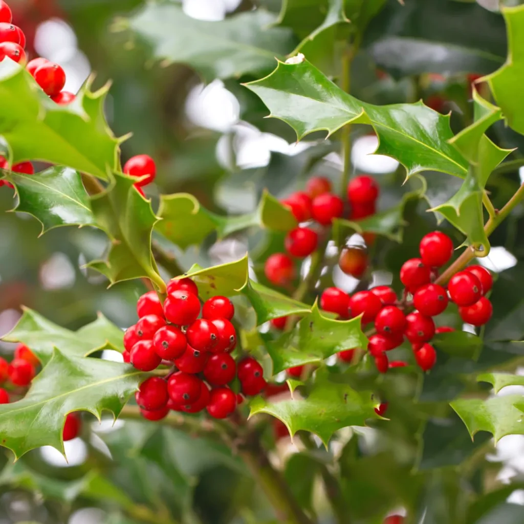 Ilex – ostrokrzew pełen uroku. Odmiany i zastosowanie.