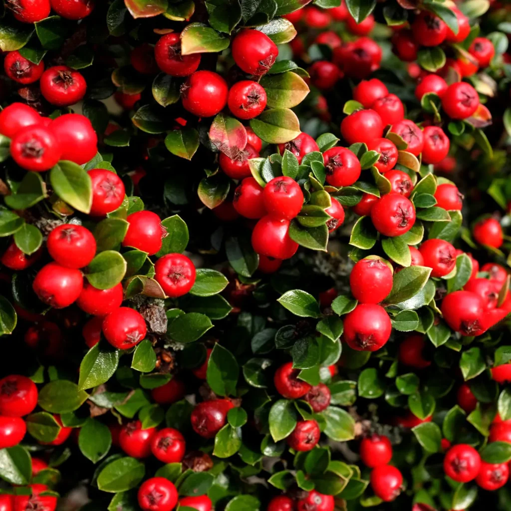 Irga (Cotoneaster) – Uniwersalny krzew ogrodowy.