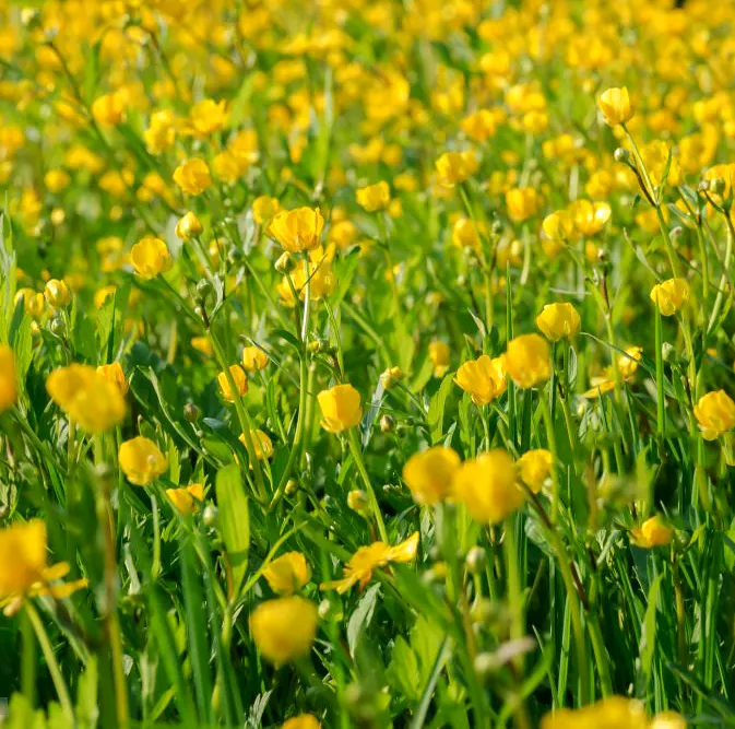 Jaskier Ostry Ranunculus acris - Piękno i Ekowartość.