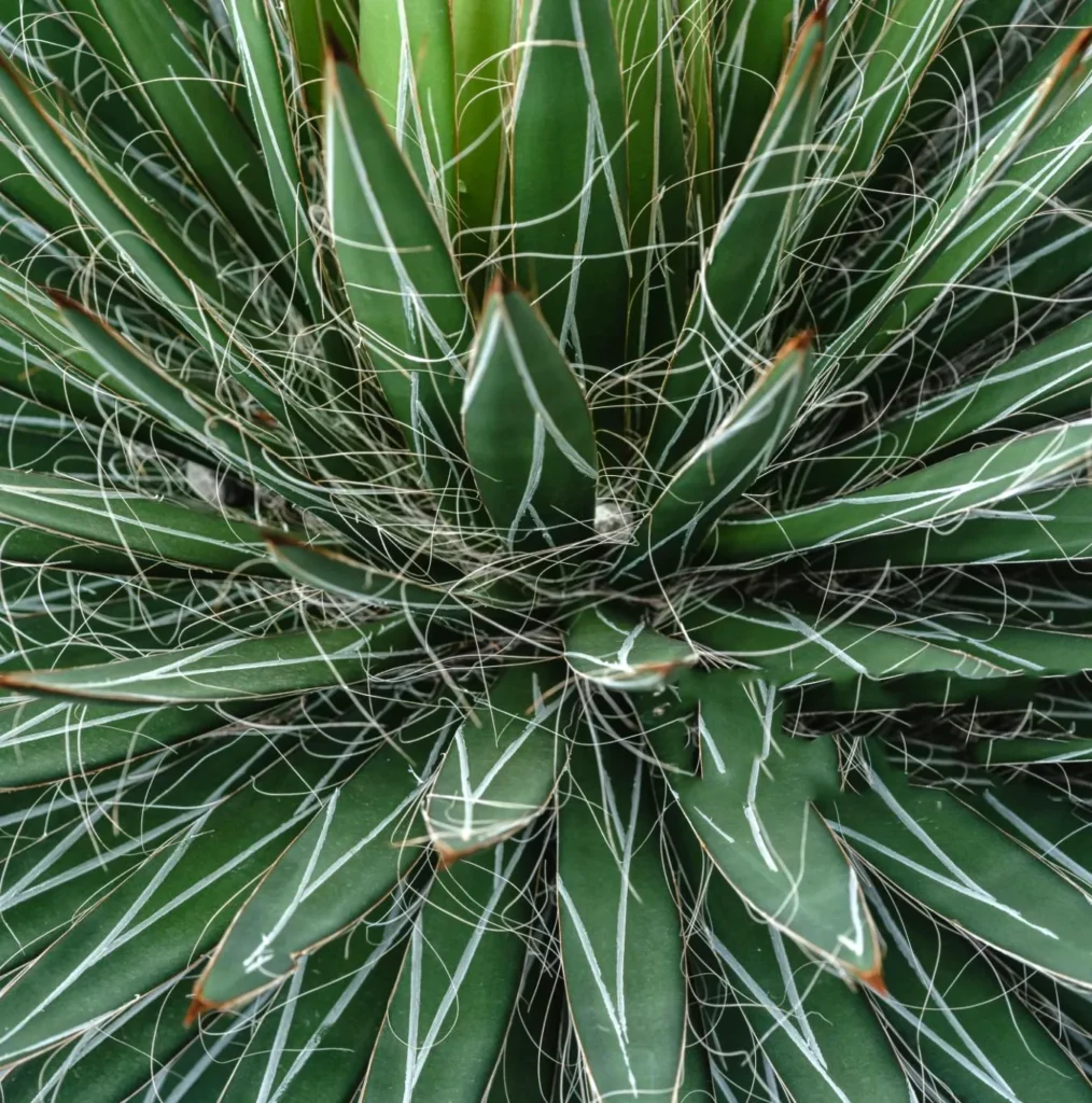 Jukka karolińska Yucca filamentosa - Zielona fontanna.