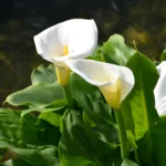 Kalia-biała-Zantedeschia-aethiopica