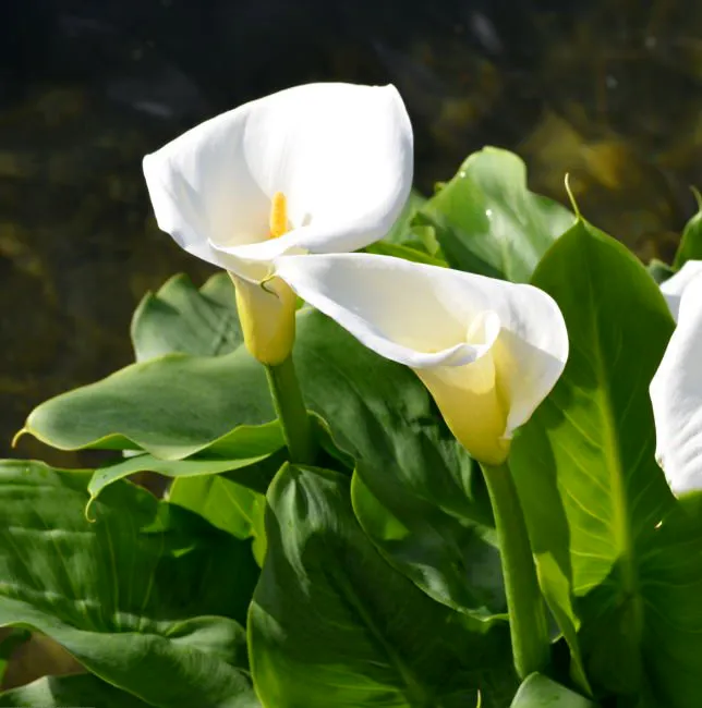 Kalia Biała Zantedeschia aethiopica - Biała dama.